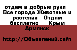 отдам в добрые руки - Все города Животные и растения » Отдам бесплатно   . Крым,Армянск